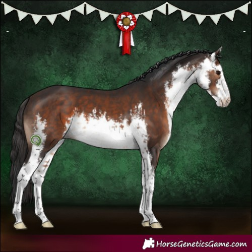 Horse Color:White Spotted Brown