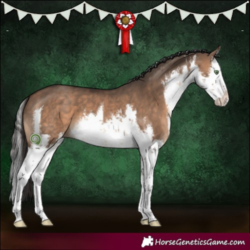 Horse Color:White Spotted Brown Dun Splash 