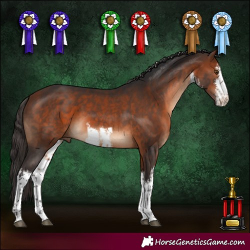 Horse Color:White Spotted Bay 