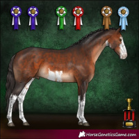 Horse Color:White Spotted Bay 