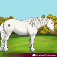 Horse Color:Silver Amber Cream Champagne Roan Dun Splash 