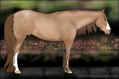 Horse Color:Bay Pearl 