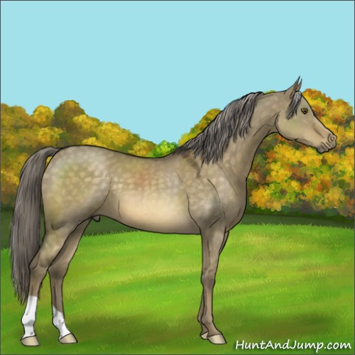Horse Color:Chocolate Palomino Dun Mushroom 