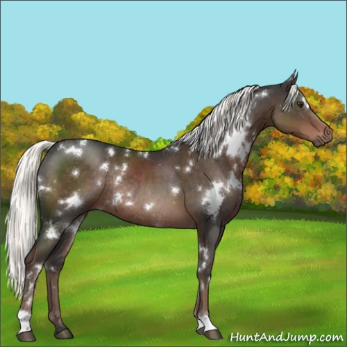 Horse Color:White Spotted Liver Chestnut Mushroom Rabicano 