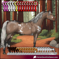 Horse Color:White Spotted Liver Red Dun Mushroom