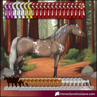 Horse Color:White Spotted Liver Red Dun Mushroom 
