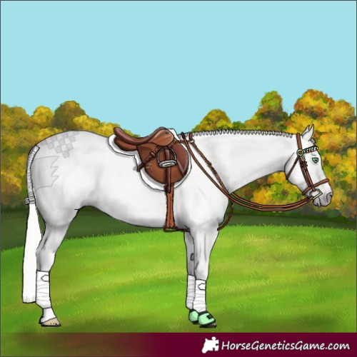 Horse Color:Gray Silver Sable Champagne Dun Appaloosa Rabicano Brindle 