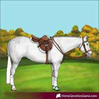 Horse Color:Gray Silver Sable Champagne Dun Snowcap Rabicano Brindle 