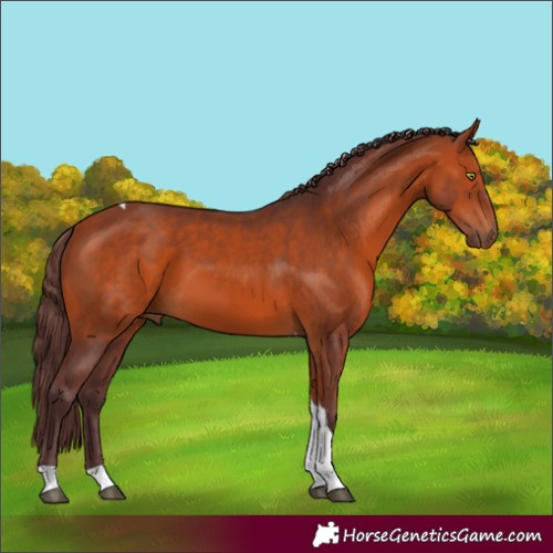 Horse Color:Chocolate Bay Tobiano 