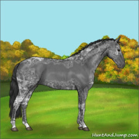 Horse Color:Blue Ice Roan 