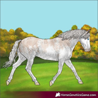Horse Color:Silver Amber Champagne Sabino Splash 