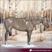 Horse Color:White Spotted Silver Grullo Tobiano 
