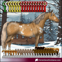 Horse Color:White Spotted Chocolate Palomino Dun Mushroom Sabino Rabicano