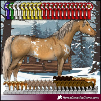 Horse Color:White Spotted Chocolate Palomino Dun Mushroom Sabino Rabicano 