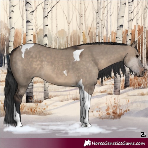 Horse Color:Brown Dun Tobiano 