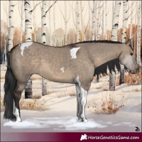 Horse Color:Brown Dun Tobiano 