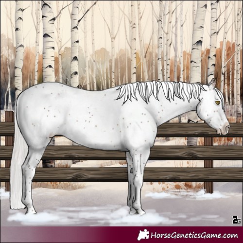 Horse Color:Silver Bay Sabino Rabicano 