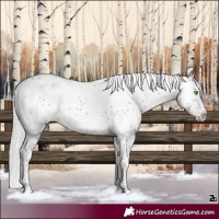 Horse Color:Silver Bay Sabino Rabicano 
