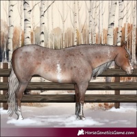 Horse Color:Silver Bay Roan Sabino Rabicano 