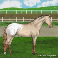 Horse Color:Red Dun Appaloosa