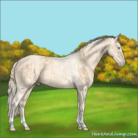 Horse Color:Silver Perlino Sabino Tobiano Rabicano and Perlino Splash