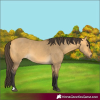 Horse Color:Buckskin Dun 