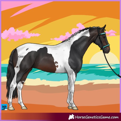 Horse Color:Brown Tobiano
