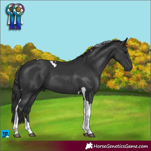 Horse Color:Black Tobiano 