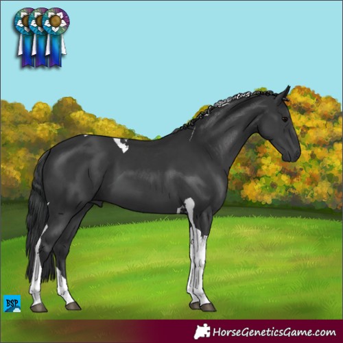 Horse Color:Black Tobiano 