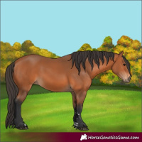 Horse Color:Bay 