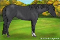 Horse Color:Blue Roan Tobiano 