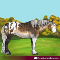Horse Color:Gray White Spotted Silver Buckskin Sabino Appaloosa Rabicano 