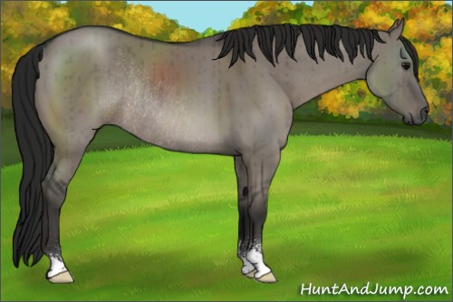 Horse Color:Gray Grullo Sabino Rabicano Brindle 