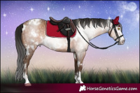 Horse Color:Gray White Spotted Amber Champagne Sabino Rabicano 