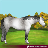 Horse Color:Gray Grullo 