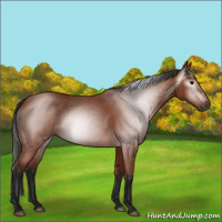 Horse Color:Gray Bay Roan