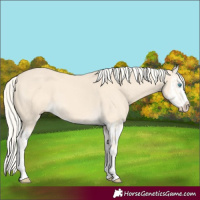 Horse Color:Cremello Splash  and Cremello Splash 
