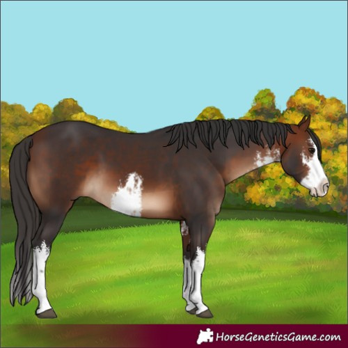 Horse Color:White Spotted Bay Splash