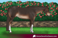 Horse Color:White Spotted Liver Chestnut 