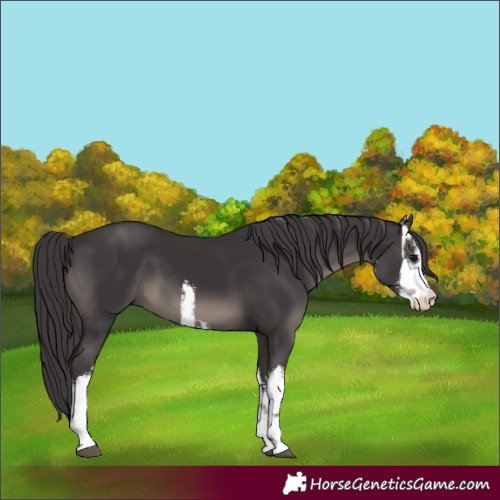 Horse Color:White Spotted Smoky Black