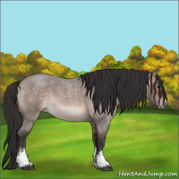 Horse Color:White Spotted Brown Roan Dun 