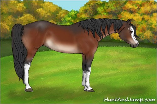 Horse Color:White Spotted Bay