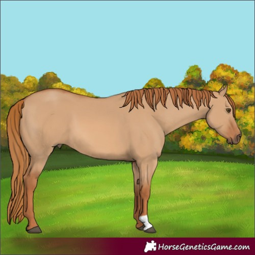 Horse Color:Red Dun 
