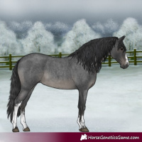 Horse Color:White Spotted Blue Roan 