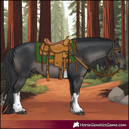 Horse Color:White Spotted Black 