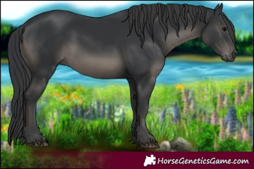 Horse Color:White Spotted Black 