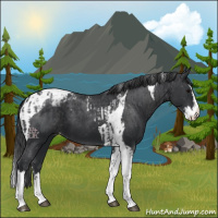 Horse Color:Black Splash Tobiano Appaloosa  and Black Splash Tobiano Appaloosa 