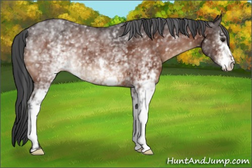 Horse Color:White Spotted Brown 