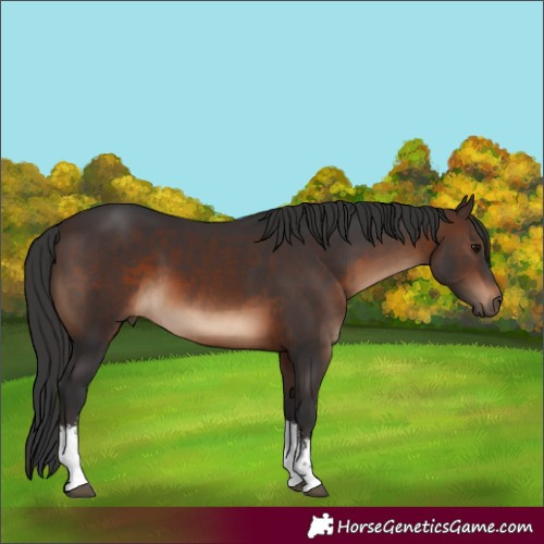 Horse Color:White Spotted Brown