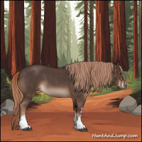 Horse Color:White Spotted Liver Red Roan 